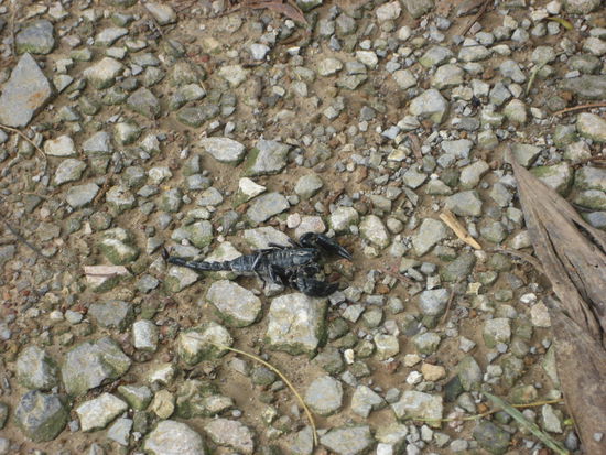 gefaerlicher Skorpion (und Anne waere auch noch fast draufgetreten)