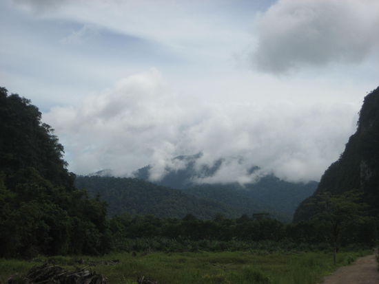 der Dschungel im morgendlichen Nebel