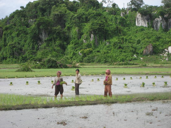 Arbeiterinnen auf dem Reisfeld