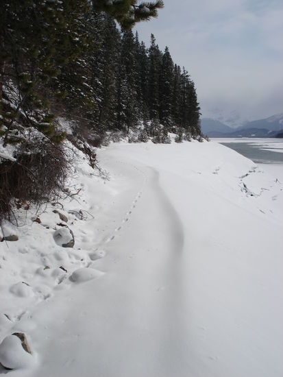 Some animal tracks in the snow.