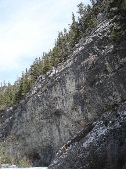 Really brave trees growing at the side of the canyon.