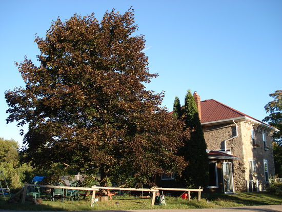 Das Farmhaus 
Unter diesem Baum haben wir immer den Vormittags- und Nachmittagstee eingenommen.
