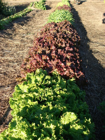 Verschiedene Salatsorten