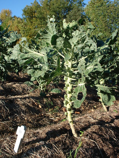 Rosenkoehler! Die Pflanzen waren so ca. 1,50 Meter hoch und haben sich in ihrem Todeskamf doch sehr gewehrt aus der Erde raus zu kommen.
