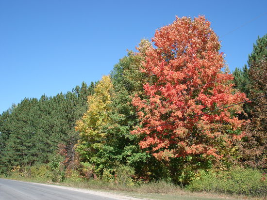 Hier nochmal eine Darstellung der verschiedenen Faerbungen eines Baumes.