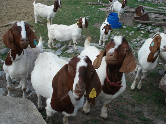 Auch diese Kollegen hab ich auf meinem Ausflug getroffen 