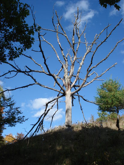 Ein von Bibern tot genagter Baum... irgendwie trotzdem schoen.