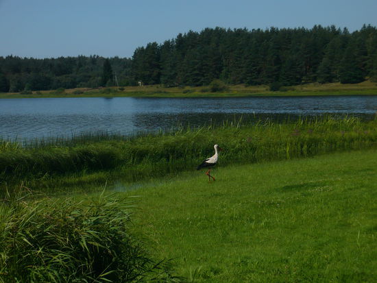 Ein typisch lettisches "Haustier"