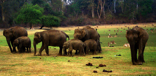 elefanten in freier wildbahn