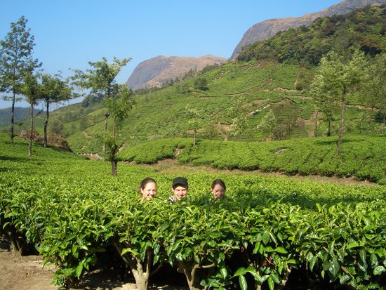 in den teeplantagen