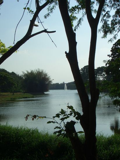 im vogelpark...5minuten rikschfahrt entfernt: das chaos von mysore...