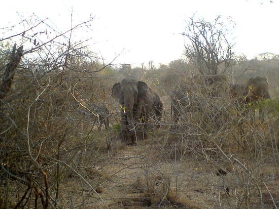 elefanten im mudumalai nationalpark