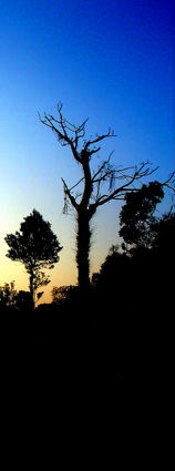 impression der landschaft zwischen mangalore und mysore