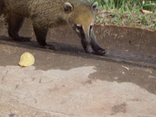 ein der vielen Coatis