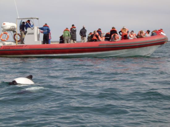 Beobachtung von Commerson-Delfinen