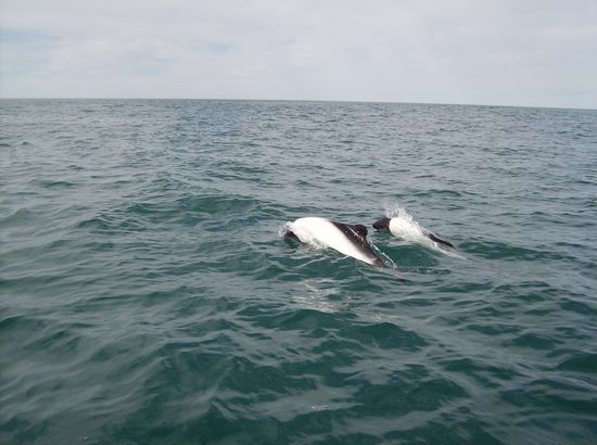 Commerson-Delfine, flinke Tierchen!!!