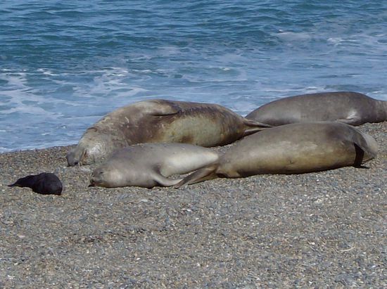 links im Bild eine Baby-Robbe 