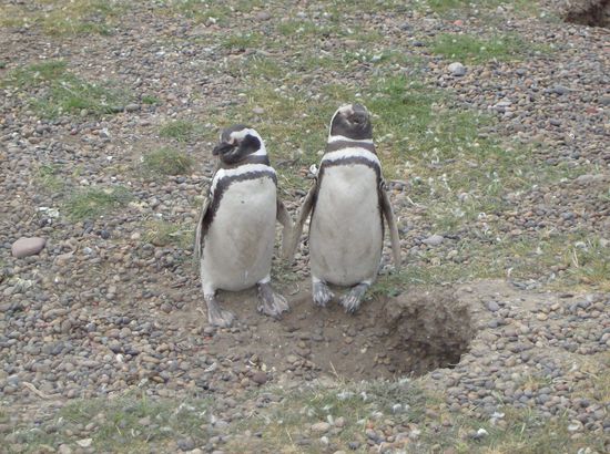 Händchen haltendende Pingus