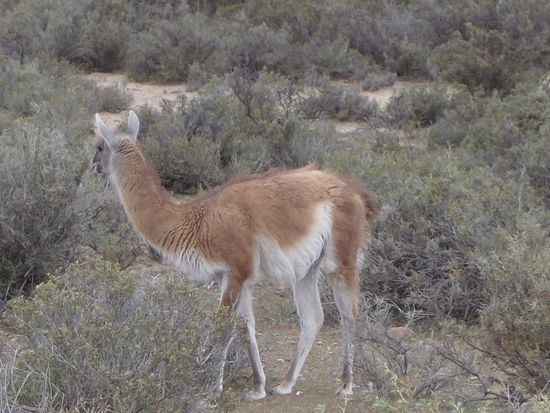 ein Guanako, eine Art Lama