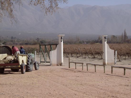Weinfelder in Cafayate