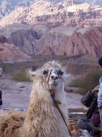 Lama mit Zahnproblemen