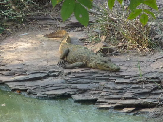 Mein erstes Krokodil in Indien