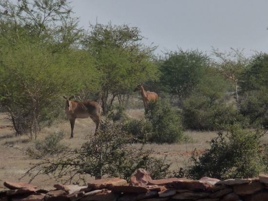 Antilopenherde beim Grasen
