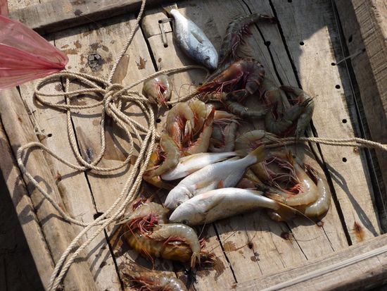 Gefangene grosse Schrimps und unzaehlige kleine.