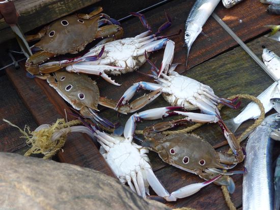 Und super leckere Krebse...