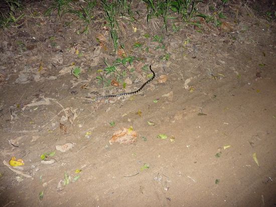 Die super giftige Schlange auf dem Nachhauseweg