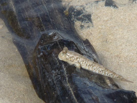 Fliegende Fische....