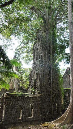 Ein Baum wächst aus dem Kirchturm....