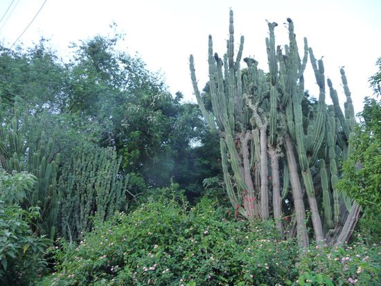 Riesige Kakteen auf dem Weg...