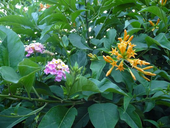 ...und schöne Blumen.