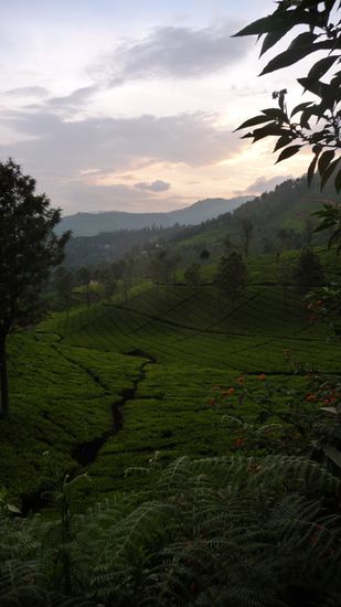 Beim Spatziergang durch die Teefelder