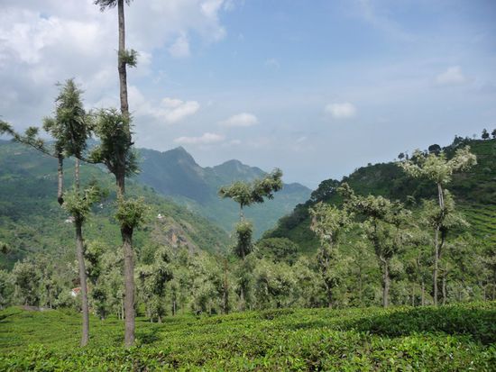 Blick aus den Teefeldern Richtung Wasserfall...