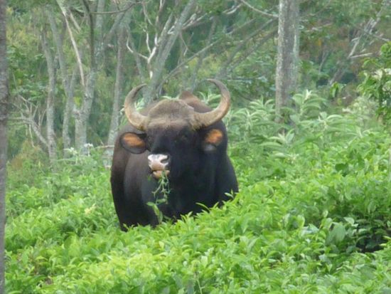 Wildes Bison beim Grasen in der Teeplantage