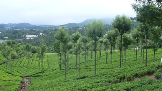 und die Teefelder ...