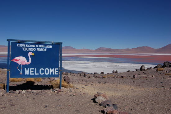 Ein Flamingo der uns Willkommen hiess