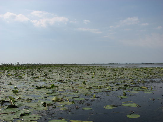 das Donaudelta