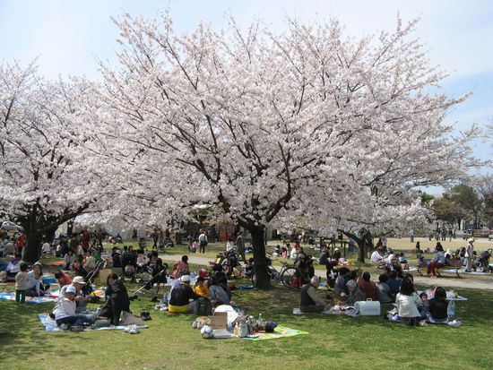 Hanami - Picknick zu jeder Zeit...nur es muss unter den Blueten sein !!!!
