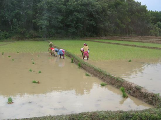 Frauentaetigkeit: Reis pflanzen