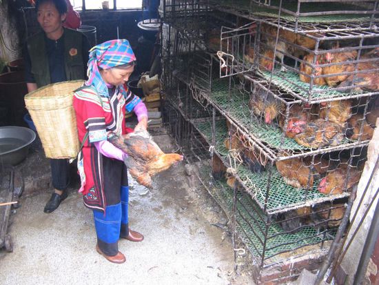 heute Abend gibts Huhn...