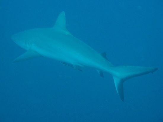 Der Tauchplatz bei den Haien auf 30 m, Micha fasziniert und echt beeindruckt (