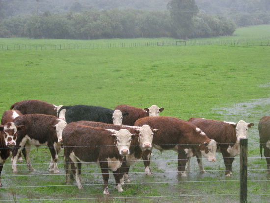 wir schauen aehnlich aus der Waesche