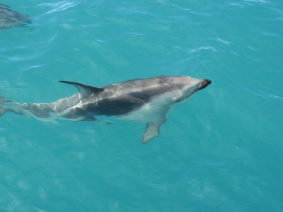 Dusky Dolfins ... und nicht nur einer... yiepiehhhhhh.....