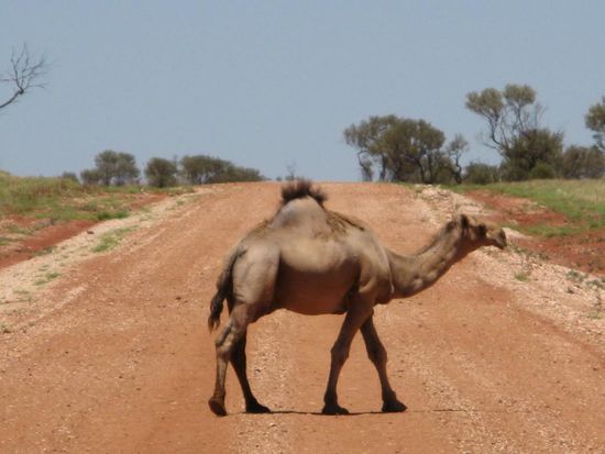 Achtung: Wilde Kamele queren !