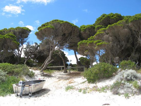 des Australiers liebstes Kind...