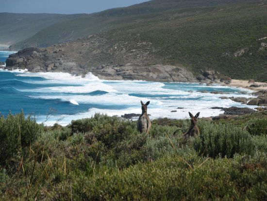 Schau, die dummen...
Komm lass uns schauen, es wird wieder spannend !