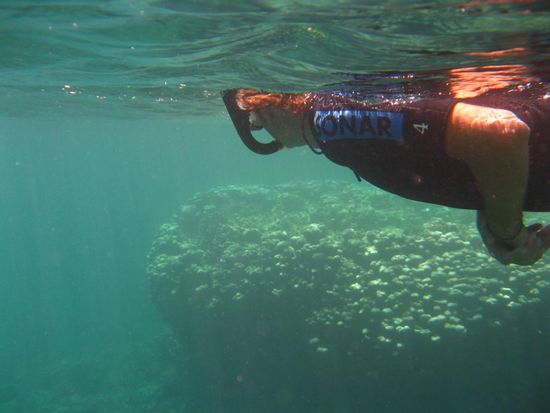 wo sind die Fische Sandy... ?